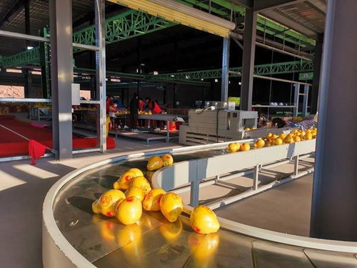 廣西 推進數字化產地倉建設 加快鄉村振興步伐